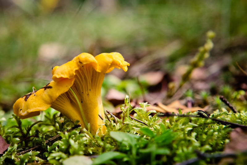 Kantareller i skogen Hos Morten